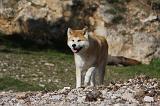 AKITA INU 265